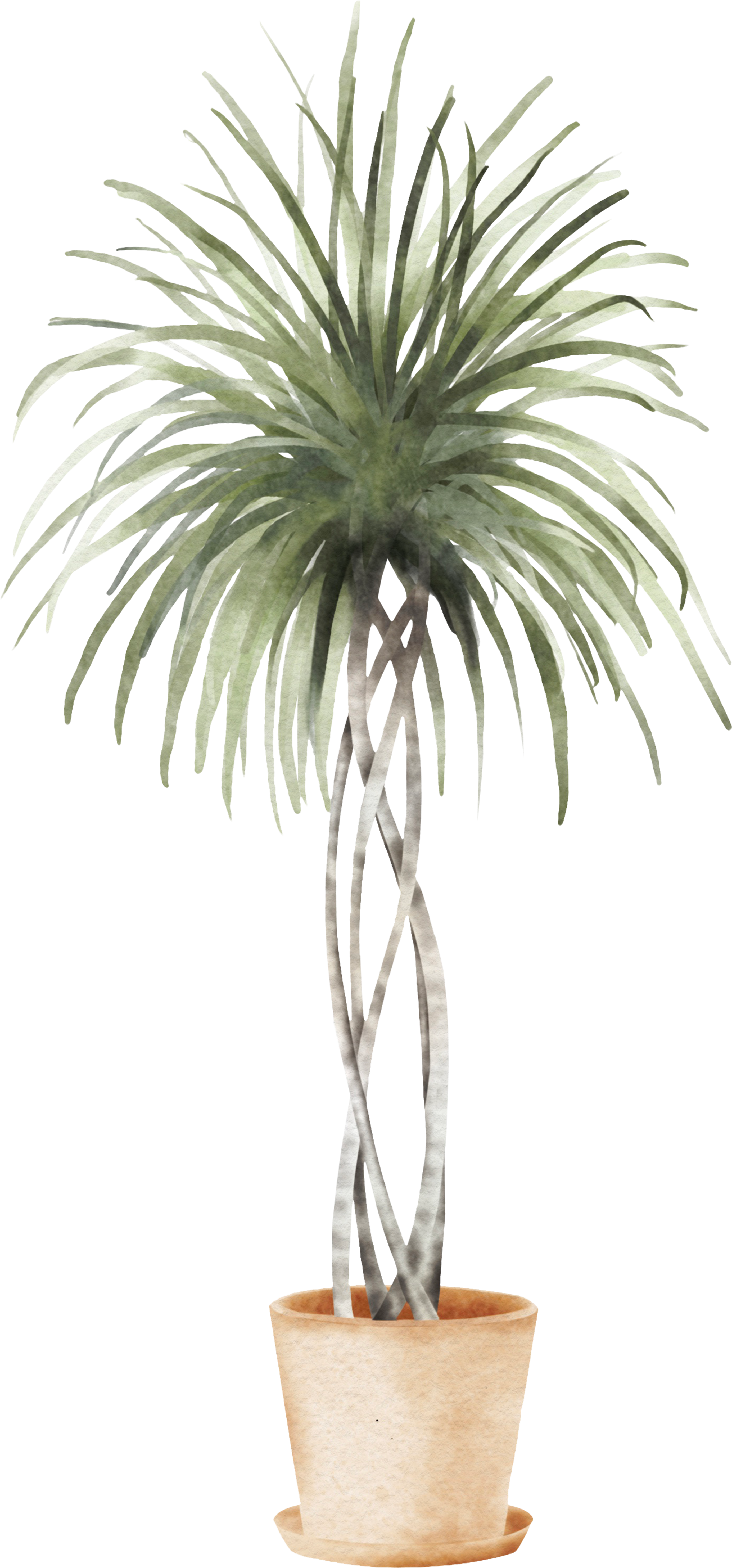 Decorative plant